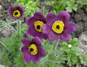 Sasanka Pulsatilla vulgaris 100 nasion mix kolorów