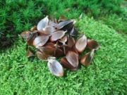 Buk pospolity orzeszki bukowe