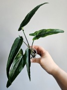 Wielkie syngonium Lance Leaf  hydroponika nr1