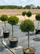 Cyprysik Lawsona Ivonne na pniu 