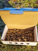 Kokony pszczoły murarki ogrodowej 200 sztuk pszczoła murarka