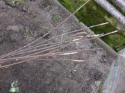 Drut pręt metalowy 50cm 500mm grubość 6mm pręty konstrukcyjne - 25 szt