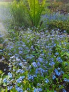 Niezapominajki 10 sadzonek z własnych nadwyżek 