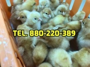 Kurczaki pisklęta mięsne, kury nioski, kaczki,inne