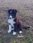 Suczka Border Collie (ZKwP)