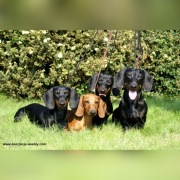 Jamnik Krótkowłosy Miniaturowy/Króliczy ZKwP