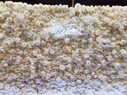 ścianka kwiatowa ściana z kwiatów ścianki kwiatowe