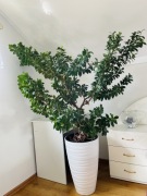 Bonsai Fikus Ginseng, Fikus japoński, duża roslina doniczkowa, ficus
