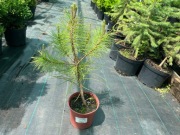 Sadzonki Sosny Zwyczajnej (Pinus sylvestris) – zdrowe, ukorzenione 20-30 cm
