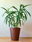 Juka / Jukka / Yucca - wysokość 102cm, donica 29x28cm | podłoże Seramis