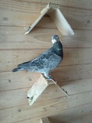 Gołąbie pocztowe Jansen