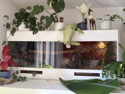 Terrarium  z wyposażeniem 