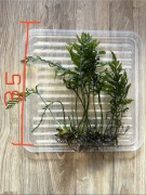 Bolbitis roślina akwariowa, paprotka #2