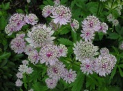 Jarzmianka większa  Astrantia major róż 50 nasion