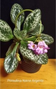 Primulina (chirita) Naine Argente, rodzina fiołek afrykański 