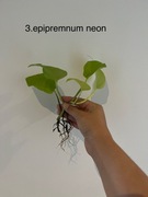 Epipremnum neon