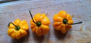Nasiona papryka chili KS Pumpkin Habanero Yellow kolekcjonerskie