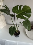 Monstera Thai constellation kwiat