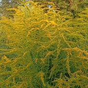 Nawłoć kanadyjska ziele suszone z Bieszczad 100g