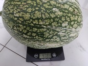 500 nasion Dynia figolistna  dyni figolistnej