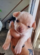 Piesek Chihuahua. Krótkowłosy biszkoptowy. Kalwin