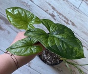 Syngonium Mottled Mojito cięty węzeł
