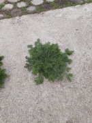 Stroisz jodła   kaukaska i pospolita 