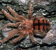 Avicularia minatrix L2