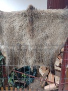 Skura z dzika naturalna