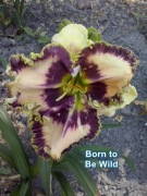 Liliowiec Born to Be Wild