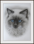 Obrazek kota Ragdoll - ręcznie malowany - pomysł na prezent