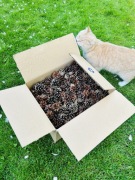 Duży Karton Szyszek z 2025 - 4 kg. Promocja!!