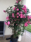 Oleander Rózario o pełnych pachną kwiatach