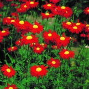 Złocień czerwony Leucanthemum Robinson Red