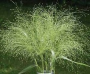 Proso włosowate (Panicum capillare 30n  , nasiona  