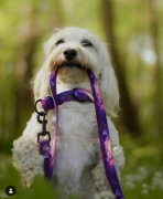 Smycz przepinana Heather szer. 2 cm długość 2 m