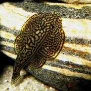 Rybki do akwarium - Glonojad Cudaczek / Sewellia