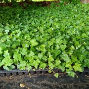 BLUSZCZ HEDERA HELIX ZIMOZIELONE  3,30 zł /szt