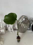 Monstera Unniiae