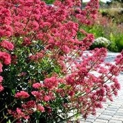 Ostrogowiec czerwony (Centranthus ruber) 20n  