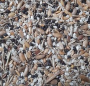 Specjalna mieszanka ziaren dla Messor barbarus 5ml. 