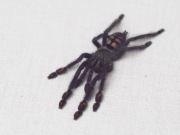 Ptasznik pająk Psalmopoeus irminia 3cm dc