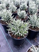 Lawenda angustifolia Blue Ice