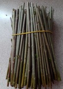 Sztobry -ligustr pospolity żywopłot.