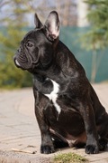 Buldog francuski ZKwP/FCI