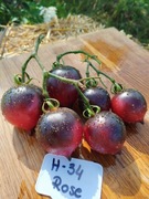 H-34 ROSE nasiona Pomidor Kolekcjonerski