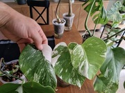 Monstera deliciosa Variegata