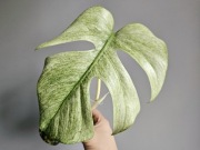 Monstera Full Mint Jungle naturalny pędówka z nowym szczytem hydroponika