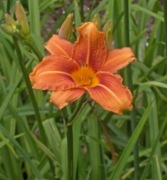 Liliowiec rdzawym sadzonka 