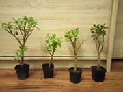 Drzewko szczęścia grubosz owalny Crassula ovata 25-35cm